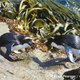 Illustration for article titled Flightless Friday - Eudyptes robustus Edition